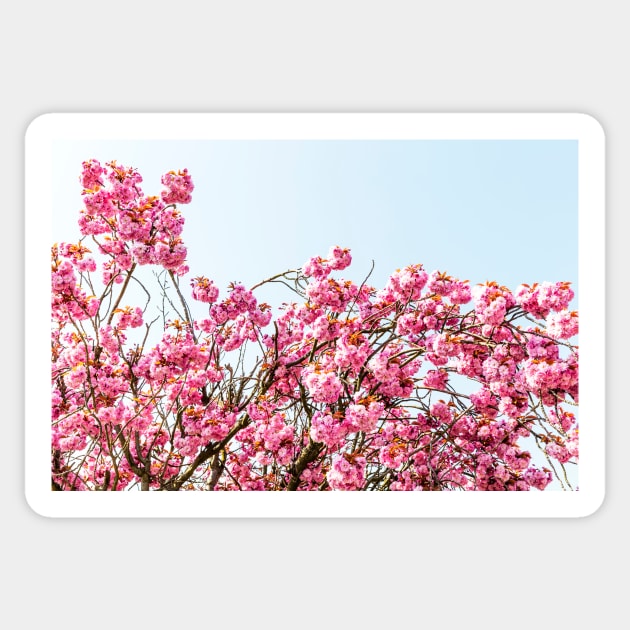 Pink Cherry Blossom Flowers Sticker by tommysphotos
